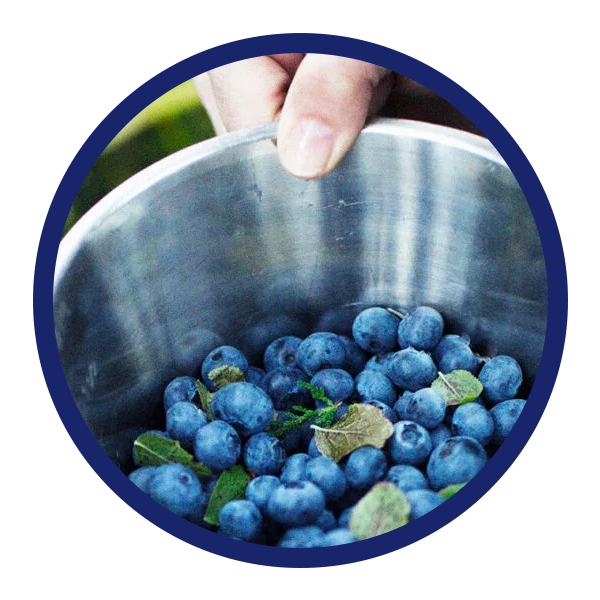 Bilberry extract