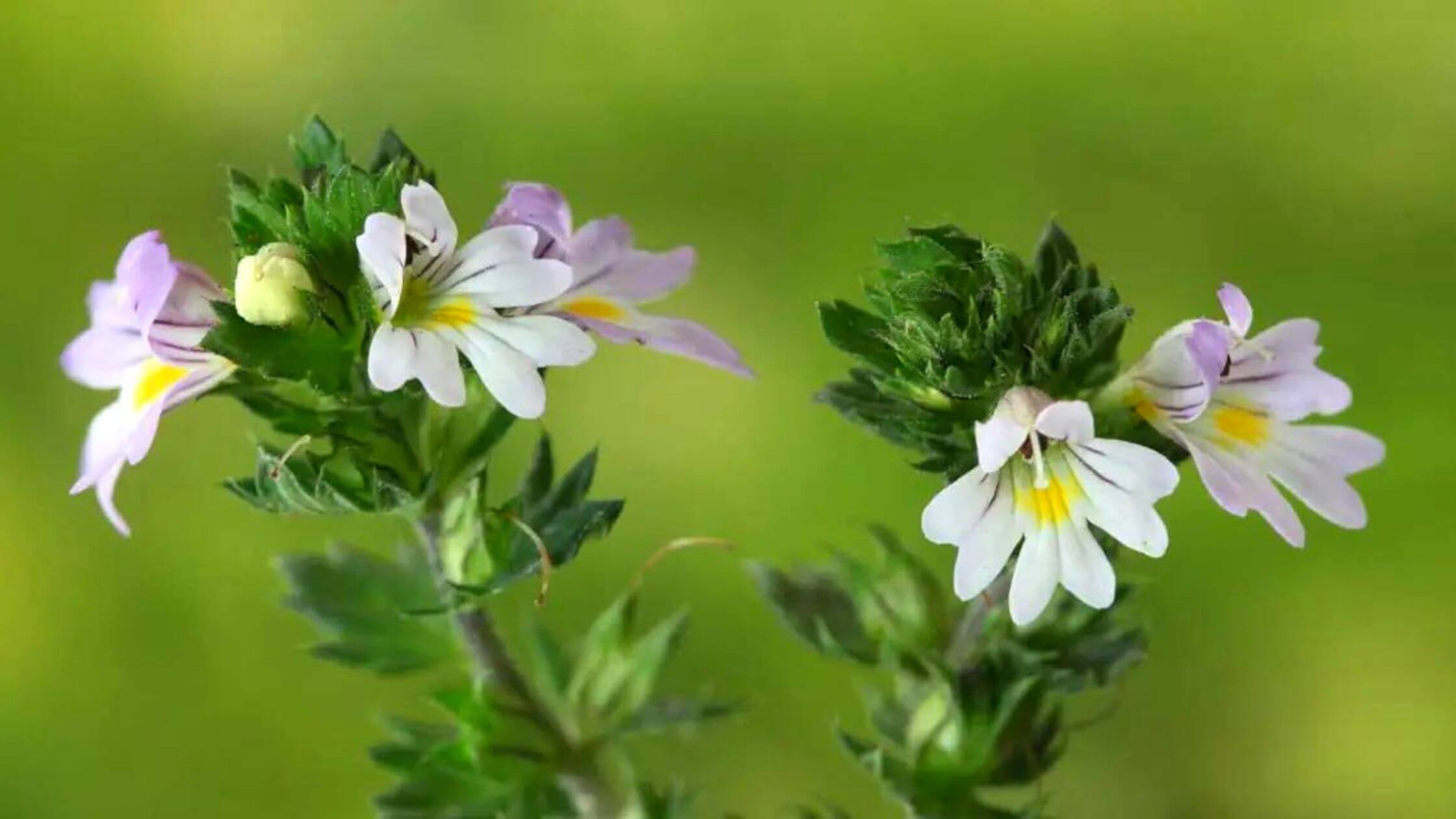 Eyebright