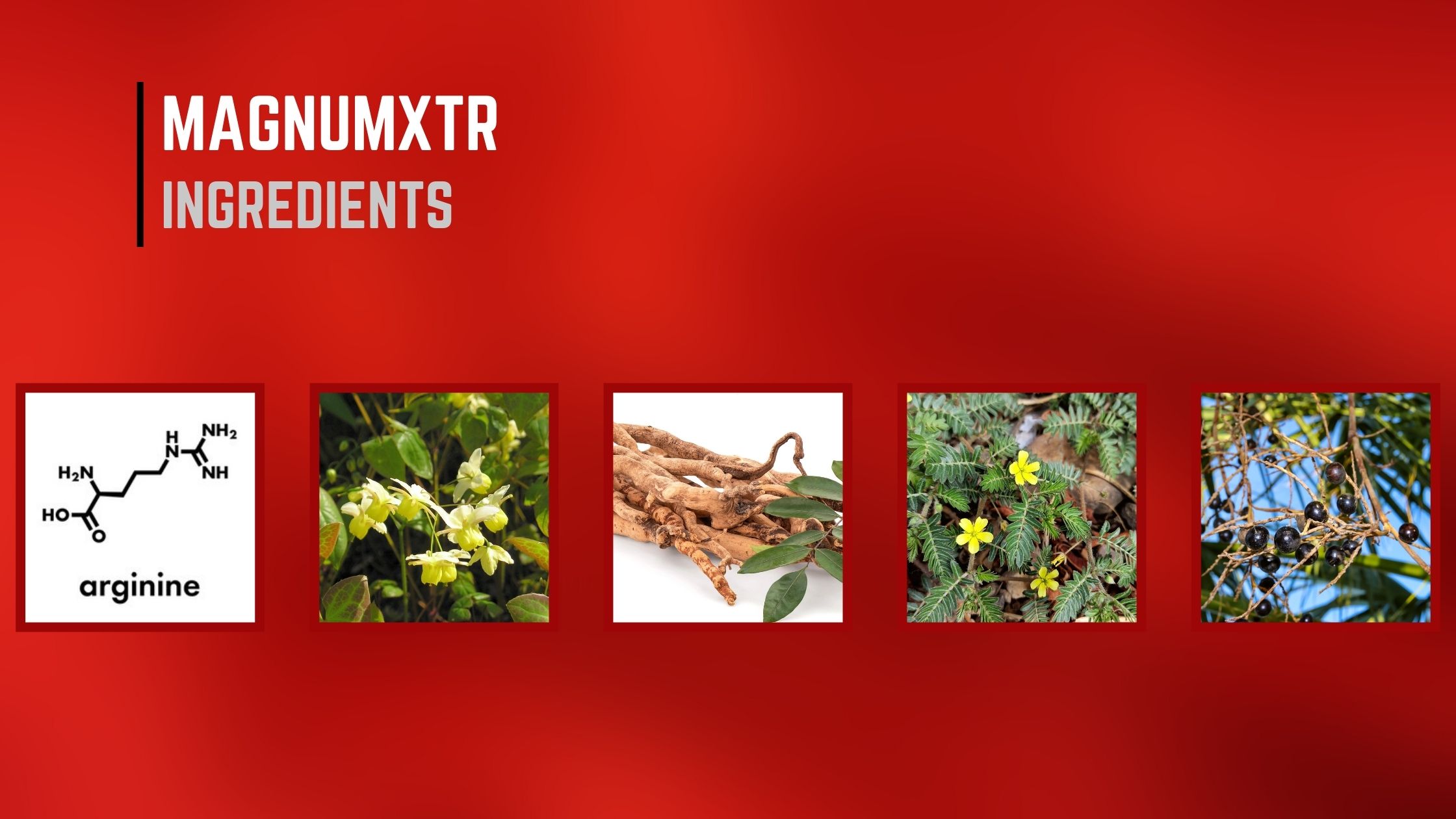 MagnumXTR Ingredients