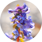 Sonic Solace Ingredient-Corydalis