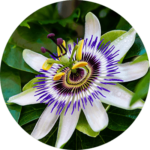 Sonic Solace Ingredient-Passionflower