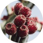 Sonic Solace Ingredient-Prickly pear