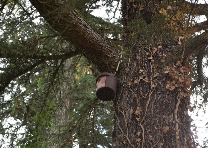 A bat nest box installed this winter in Tassart Park