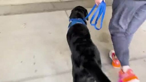 St. Joseph’s Children’s Hospital's new facility dog is no ordinary dog; he’s a specially trained canine who knows more than 40 tasks that allow him to interact with patients and team members.